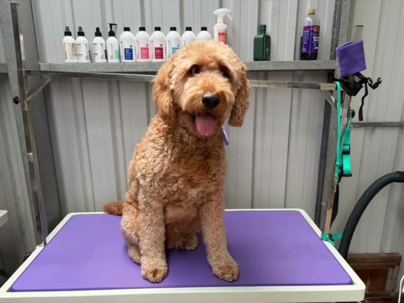 Arlo after his full groom, on the grooming table