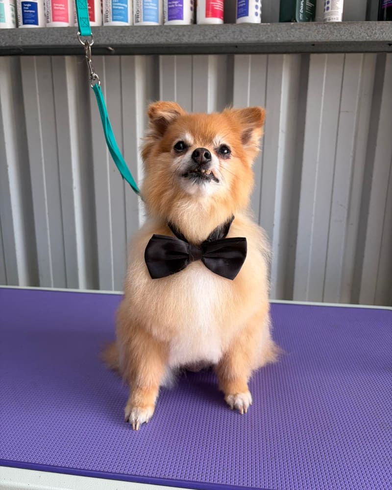 Chester in his bow tie