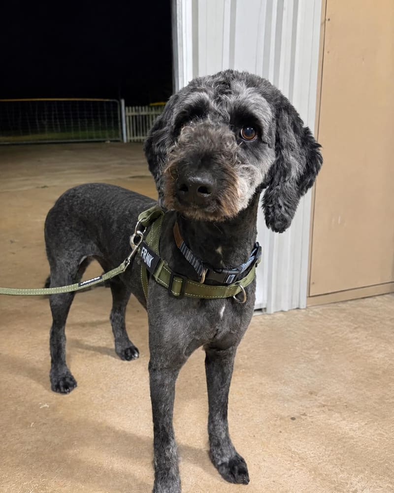 Frank the Borderdoodle