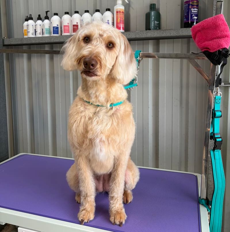 Macy the Mini Labradoodle