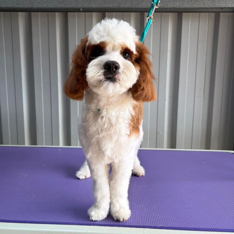 Monty the Cavoodle